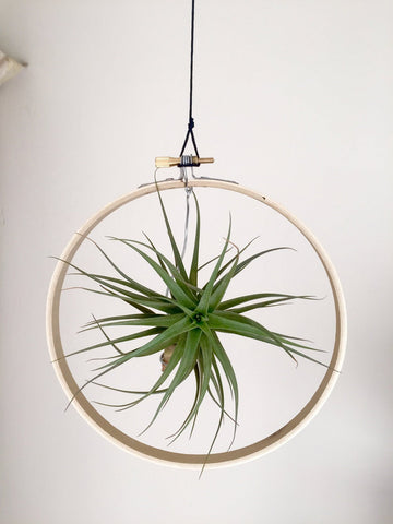 Plant Holder with Living Air Plant