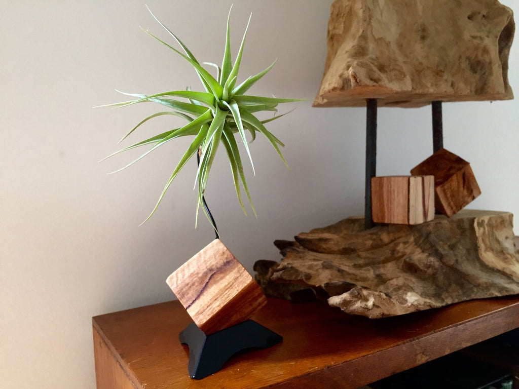 Plant Holder with Living Air Plant