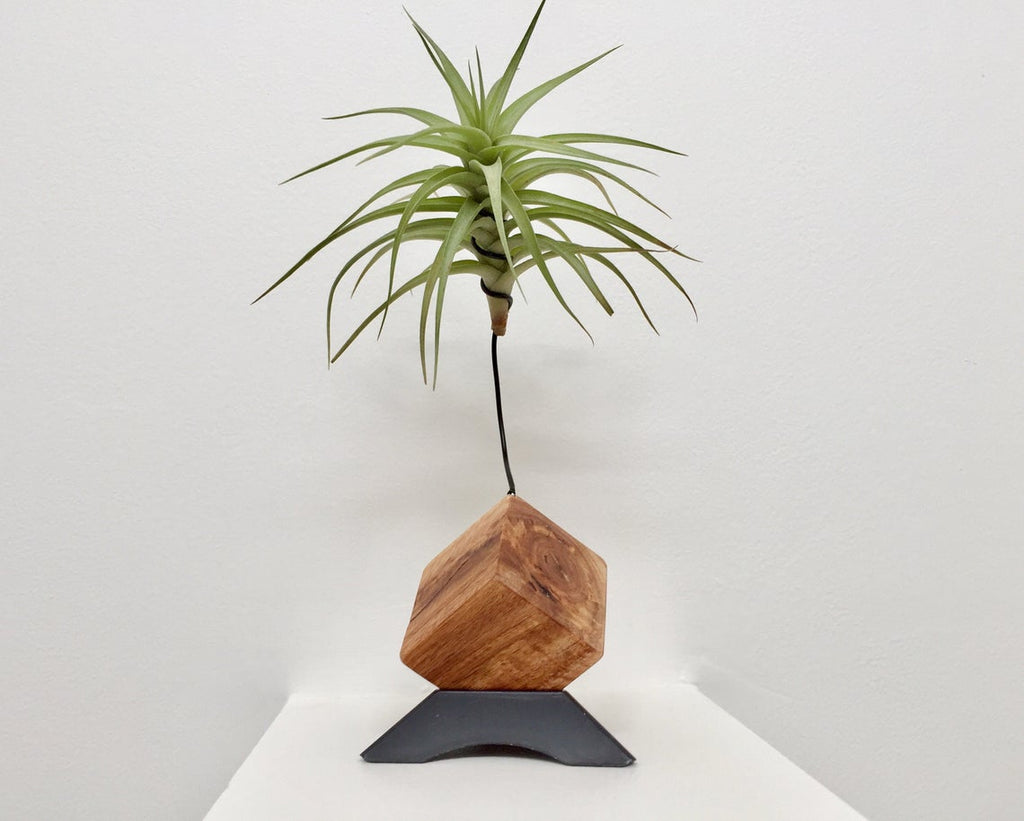 Plant Holder with Living Air Plant