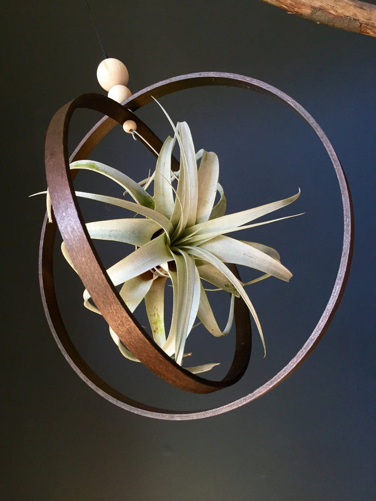 Hanging Rustic Air Plant Holder with Large Xerographica