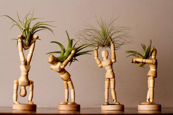 air plant man Indoor Small Air Plant Planter – Smith Ave