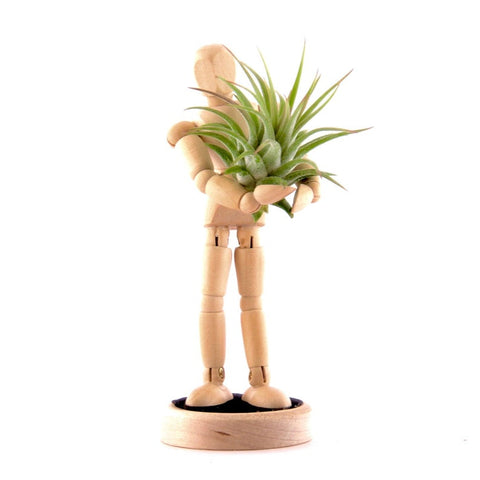 Plant Holder with Living Air Plant