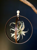 Hanging Rustic Air Plant Holder with Large Xerographica