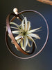 Hanging Rustic Air Plant Holder with Large Xerographica